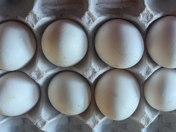 Selling with online payment: One Dozen White Eggs 