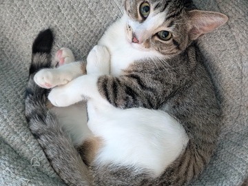   : Daphne