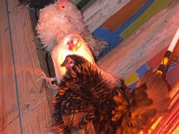 Selling with online payment: Serama show quality hatching eggs 