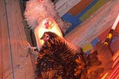 Selling with online payment: Serama show quality hatching eggs 