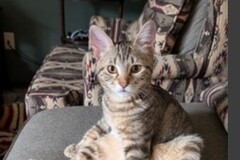   : Charlie