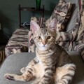   : Charlie