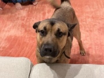   : Simba