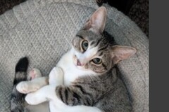   : Daphne