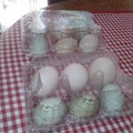 Selling with online payment: Fresh Duck Eggs