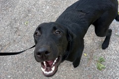   : Luca