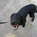   : Luca
