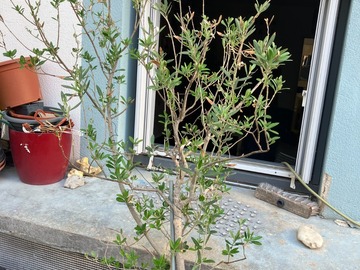 Sales: un lot de plantes en pot: