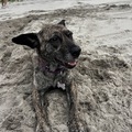   : Coconut