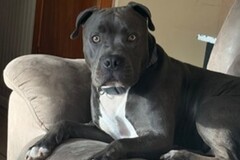  : Scrappy
