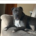   : Scrappy