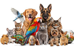 Selling: Your dear pet reading 