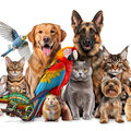 Selling: Your dear pet reading 