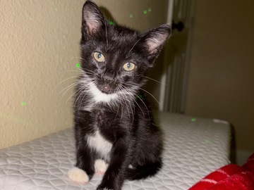   : Tux