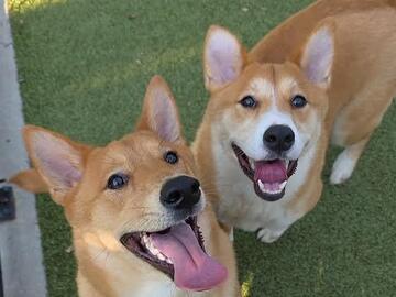   : Sam & Koda
