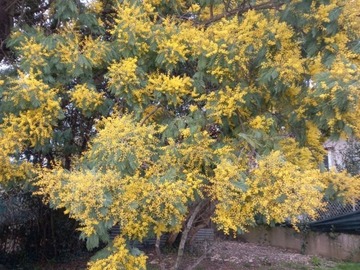 Vente: Nombreux pieds de mimosas