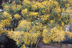 Sales: Nombreux pieds de mimosas
