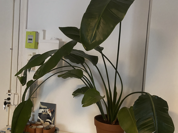 Vente: Strelitza Nicolai / Oiseau de paradis - 1m50 / 2 pieds 