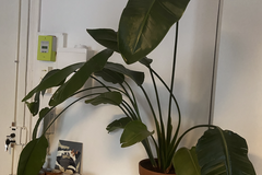 Sales: Strelitza Nicolai / Oiseau de paradis - 1m50 / 2 pieds 