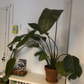 Sales: Strelitza Nicolai / Oiseau de paradis - 1m50 / 2 pieds 