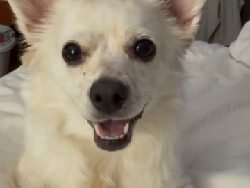   : Pup Pup