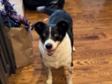   : Pongo