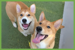  : Koda and Sam
