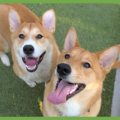 : Koda and Sam