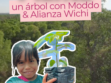 Radar: PLANTA UN ARBOL CON MODDO & ALIANZA WICHI