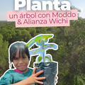 Radar: PLANTA UN ARBOL CON MODDO & ALIANZA WICHI