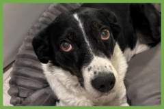  : Pongo