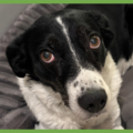  : Pongo
