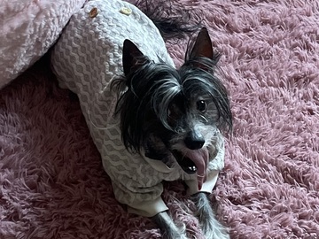   : Obi