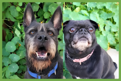  : Alamo and Margo