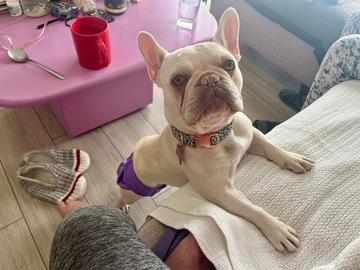  : Stella