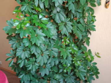 Vente: SCHEFFLERA