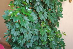 Sales: SCHEFFLERA