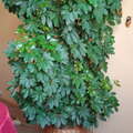 Sales: SCHEFFLERA