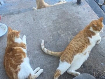   : Jasper and Ginger