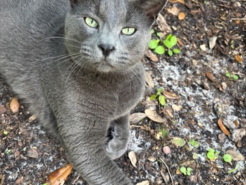   : Pasquale