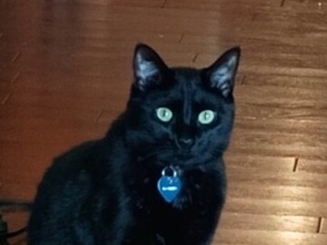   : Toothless
