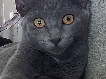   : Kittens
