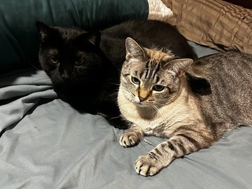   : Frankie and Ziggie