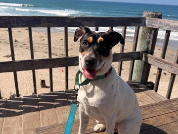   : Wallace