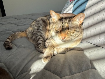   : Cleo