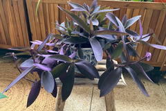 Sales:  misère pourpre (Tradescantia pallida)