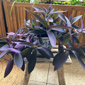 Sales:  misère pourpre (Tradescantia pallida)