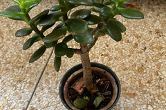 Sales: Abre de jade (Crassula ovata)