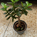 Sales: Abre de jade (Crassula ovata)