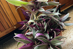 Sales: Tradescantia spathacea 